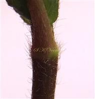  Stem and Petiole